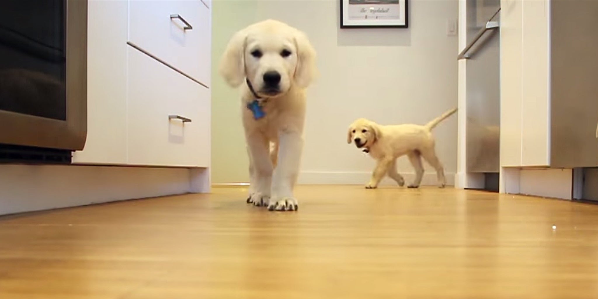 Golden retriever puppies scurry to dinner and grow older in this time