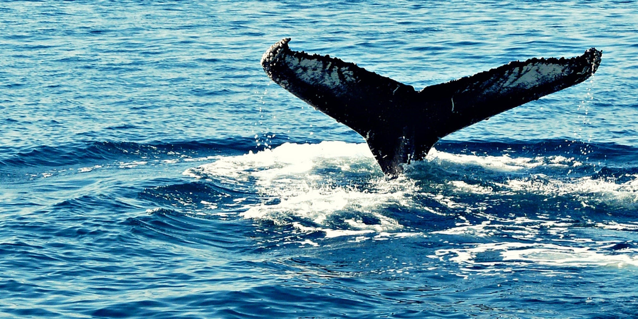 Watch these stunned kayakers get a friendly lift from a whale