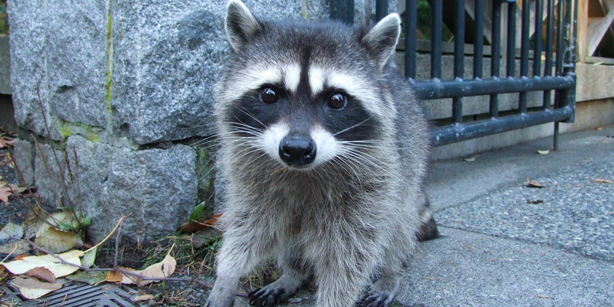 Trickortreating raccoon will eat literally anything you give it The