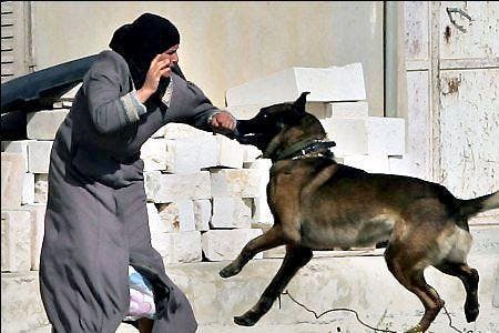 20,000 like Facebook photo of dog attacking Palestinian woman