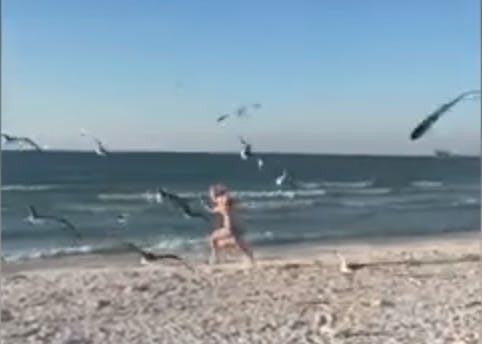 seagull panic