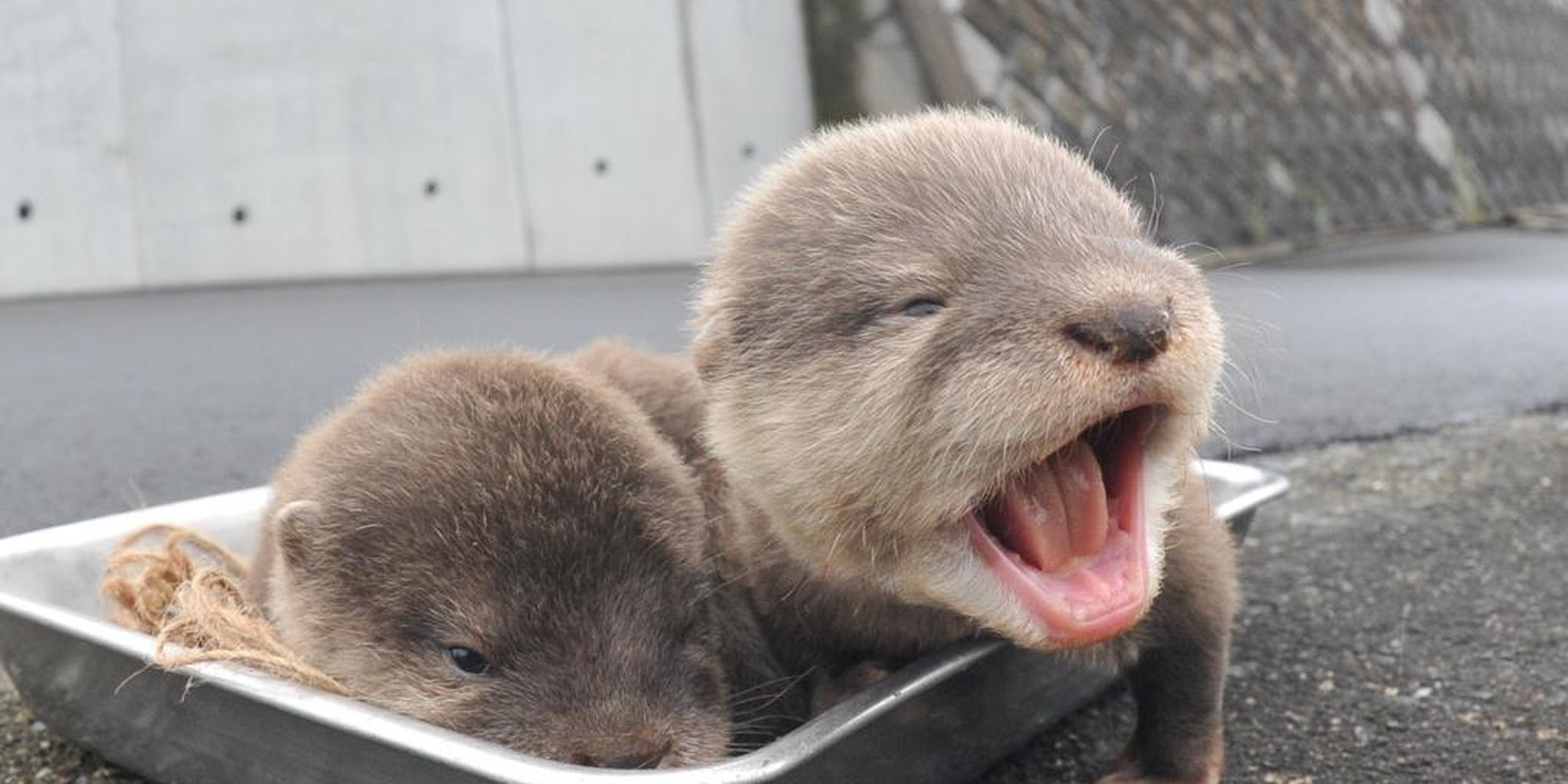 Baby otters sound like squeaky toys, are the most precious things