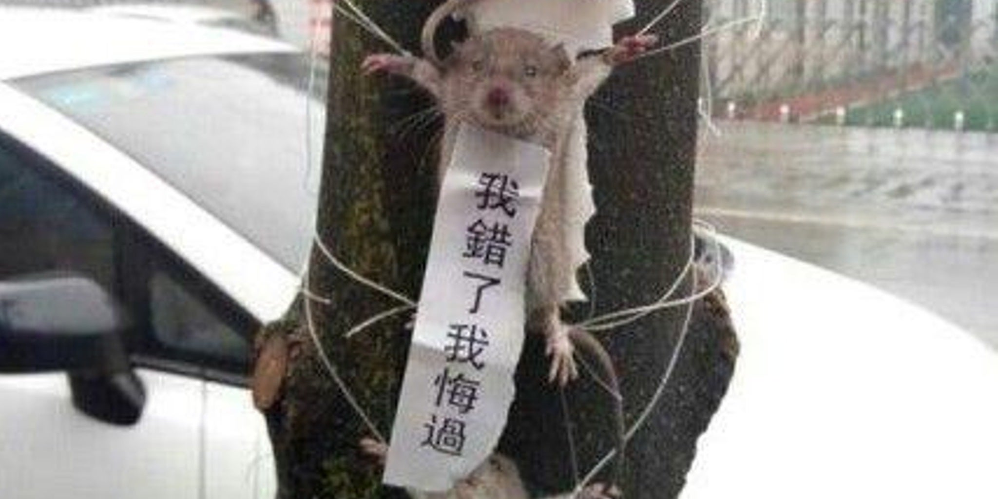 Homepage article image