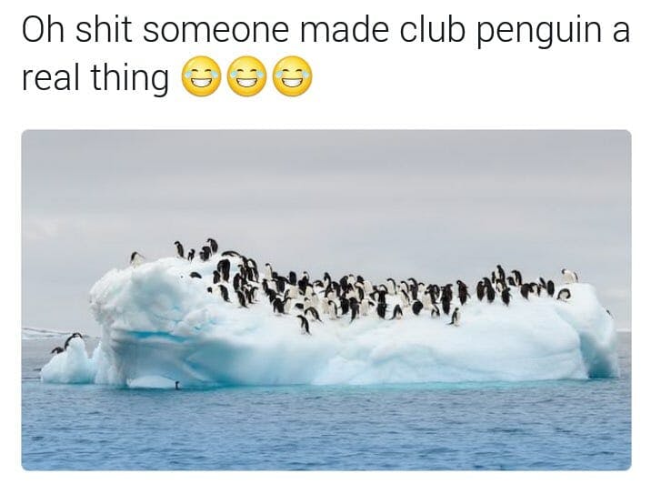 club penguin real penguins on iceberg