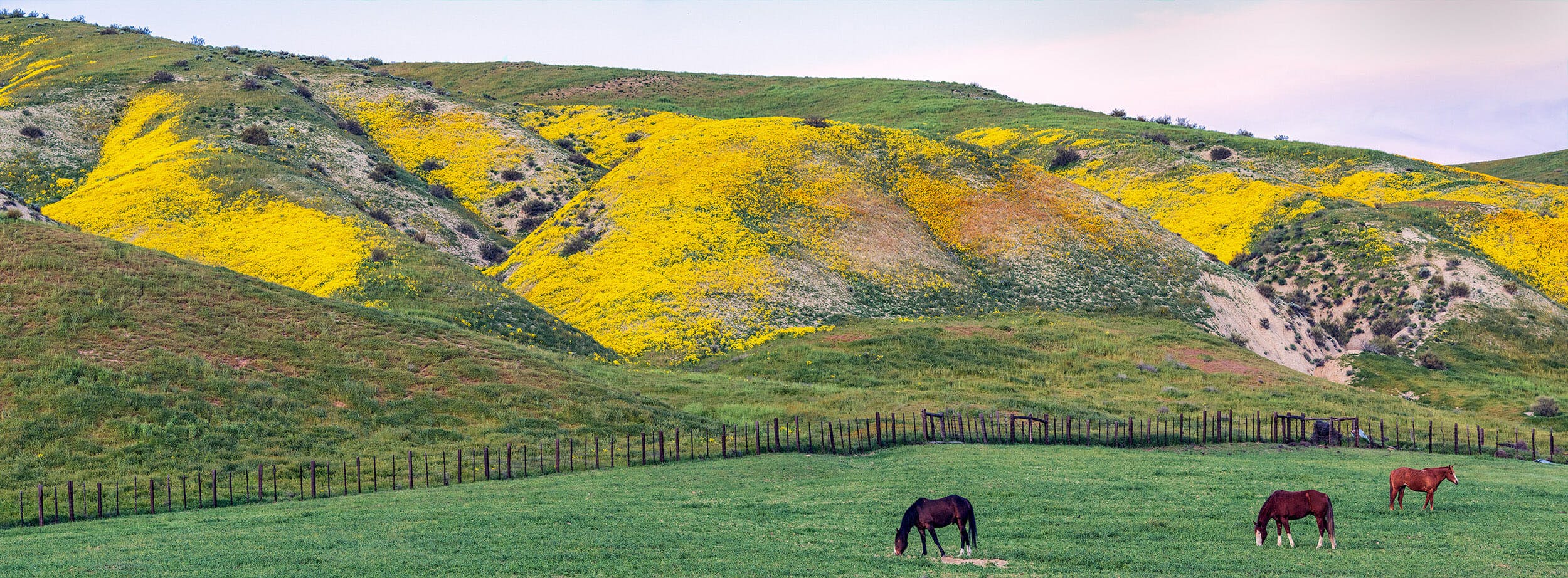 Land Almost Lost: Carrizo Plain National Monument