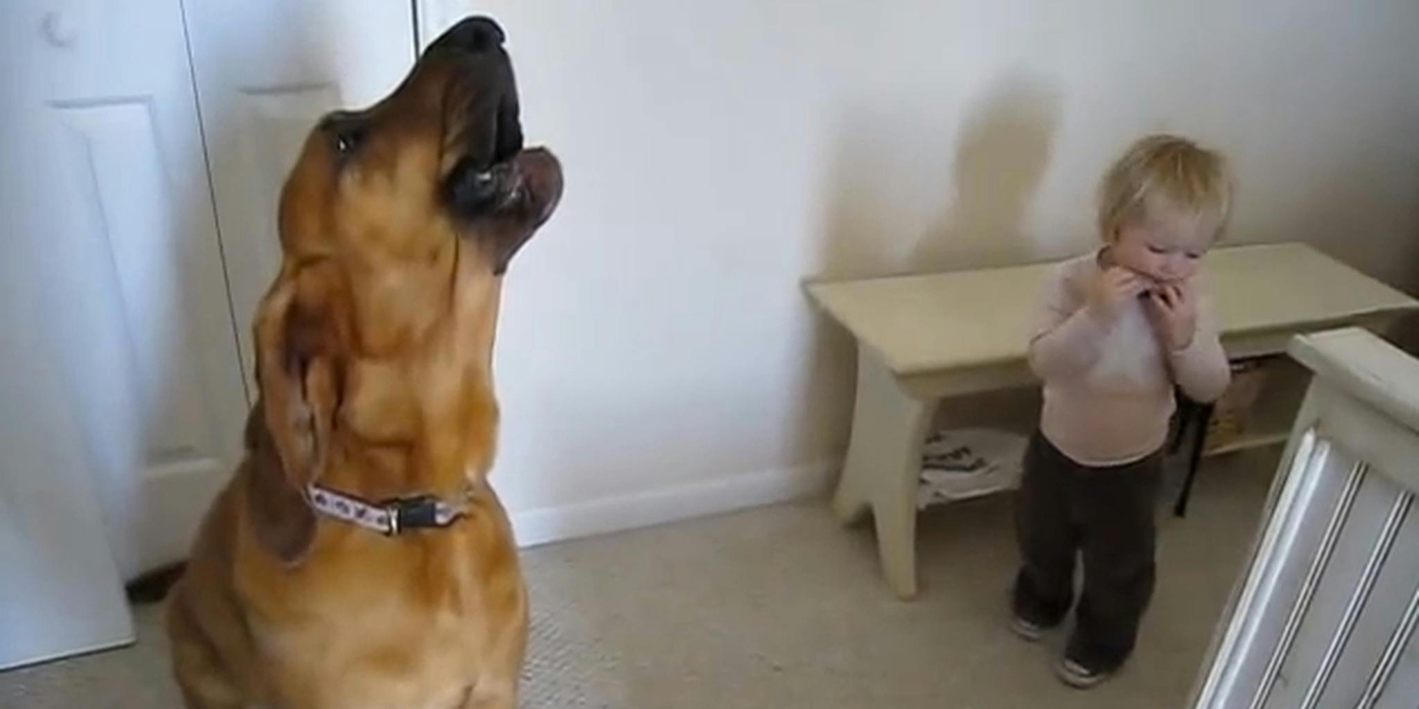 Nothing Makes This Hound Dog Howl Like His Best Friend S Harmonica The Daily Dot