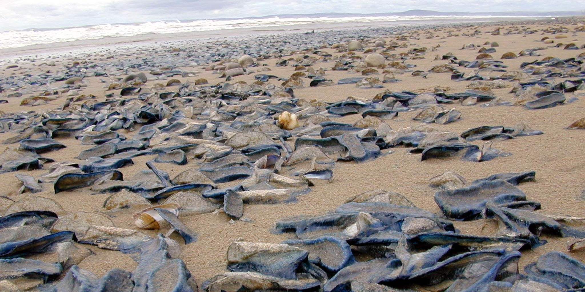 What Are These Odd Sea Creatures Washing Up On California Beaches ...