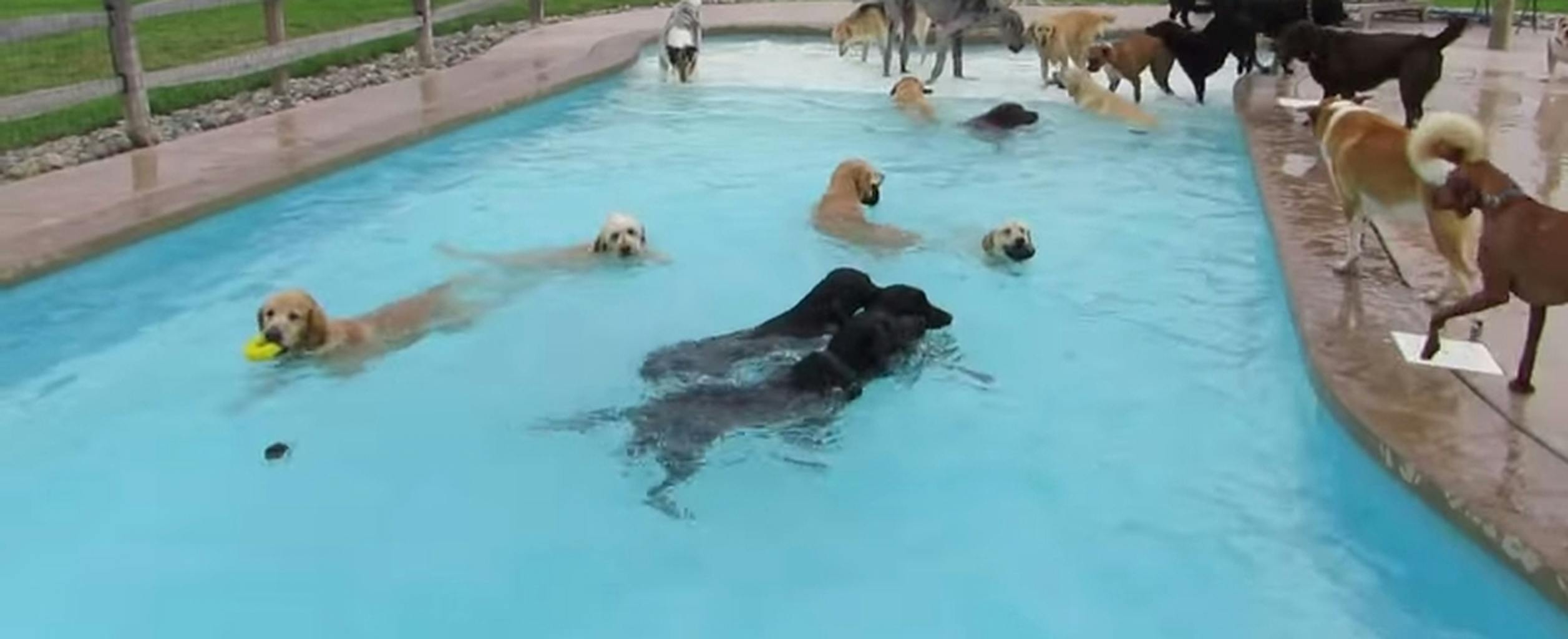 Your day needs to have this doggy pool party in it