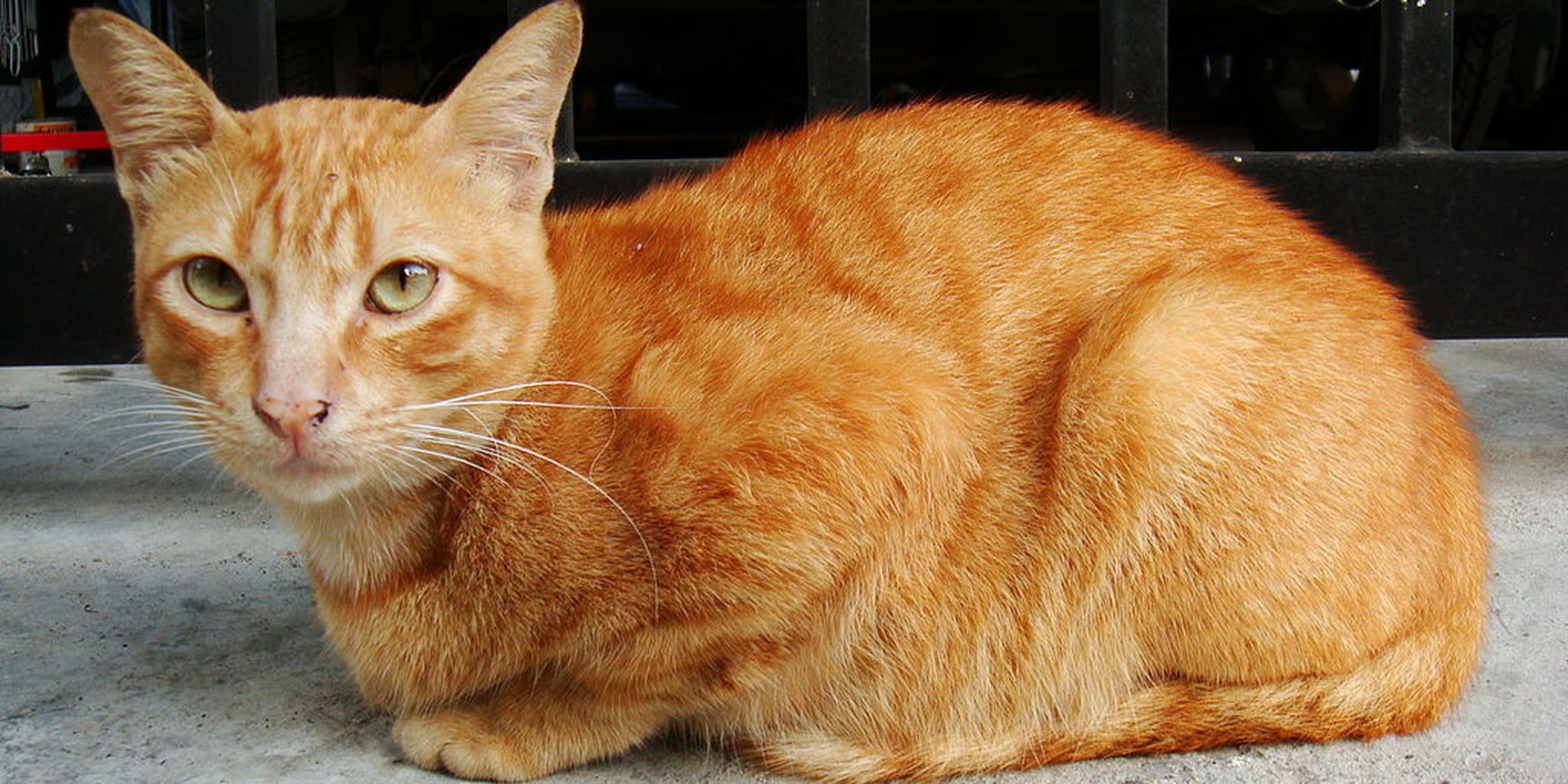 Why your cat likes to break your stuff The Daily Dot