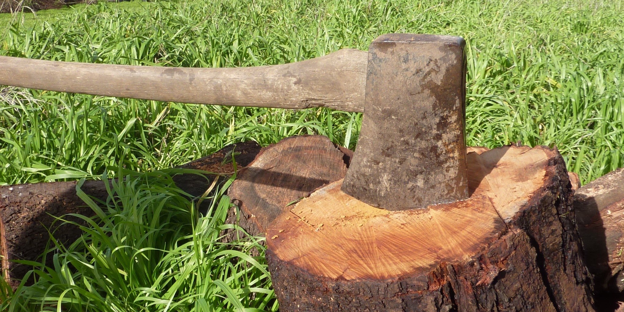 Homepage article image