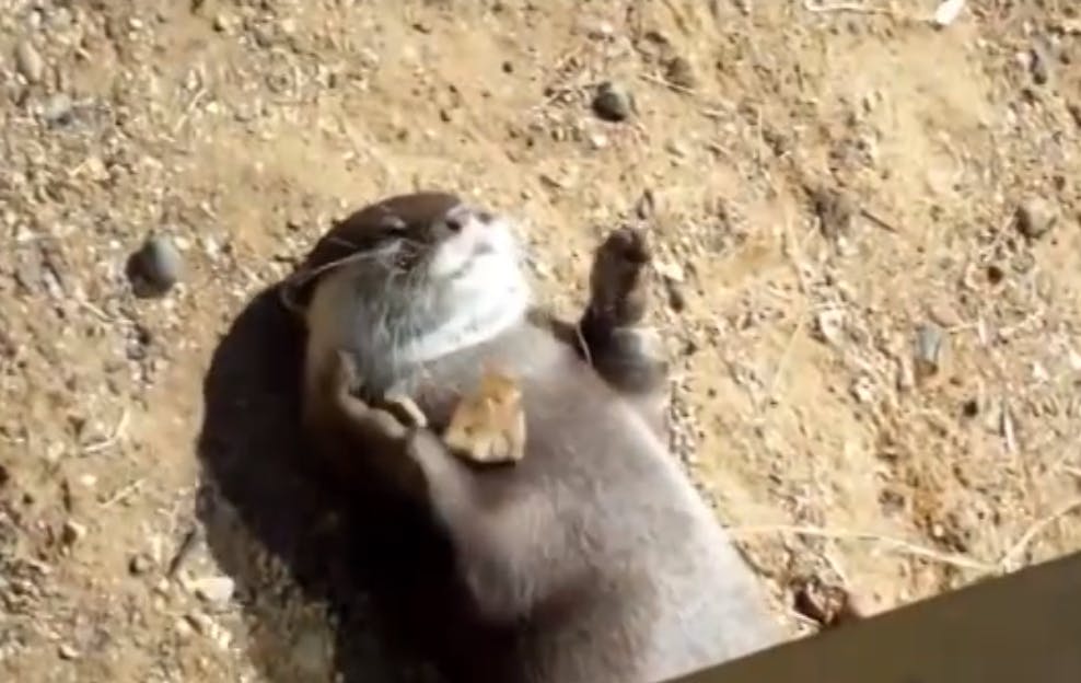 YouTube user gives human voice to animals from hilarious videos - The