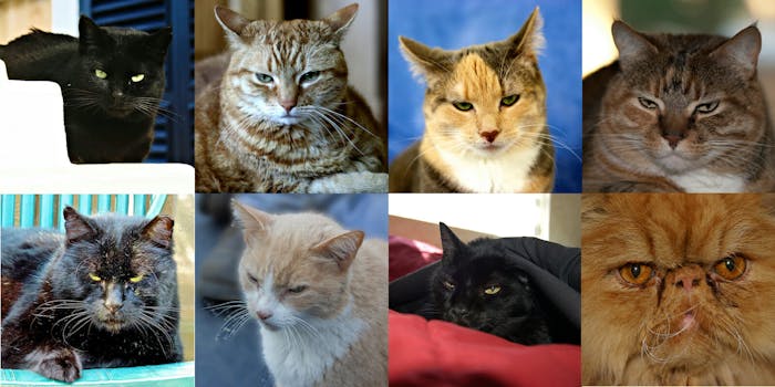 harvey cat joins 8 angry cats