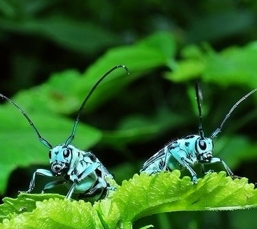 A new Twitter bug lets apps access your DMs