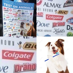 dog brushing teeth colgate animal testing meme