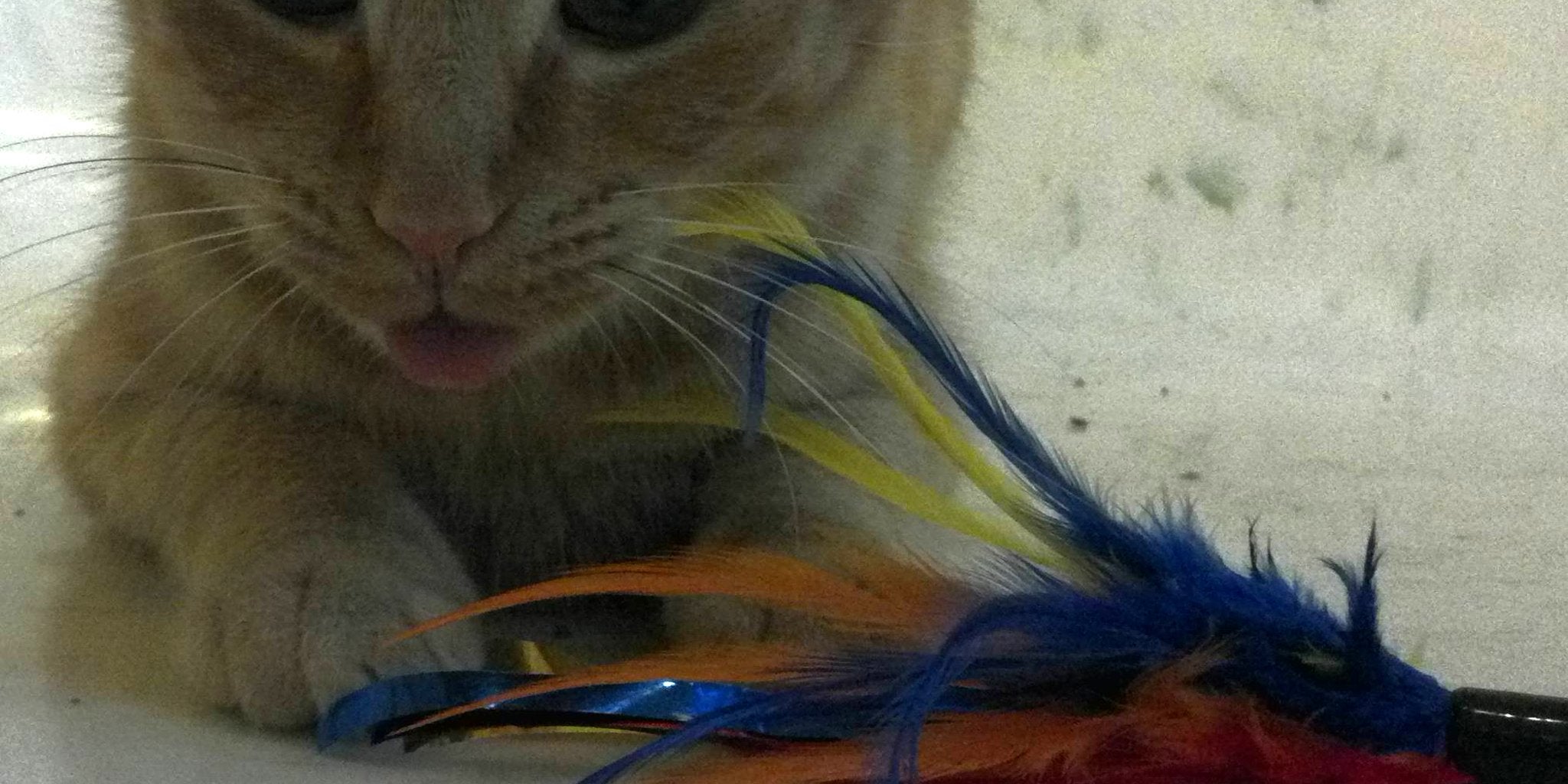 Reddit purrs over—and helps name—toothless cat