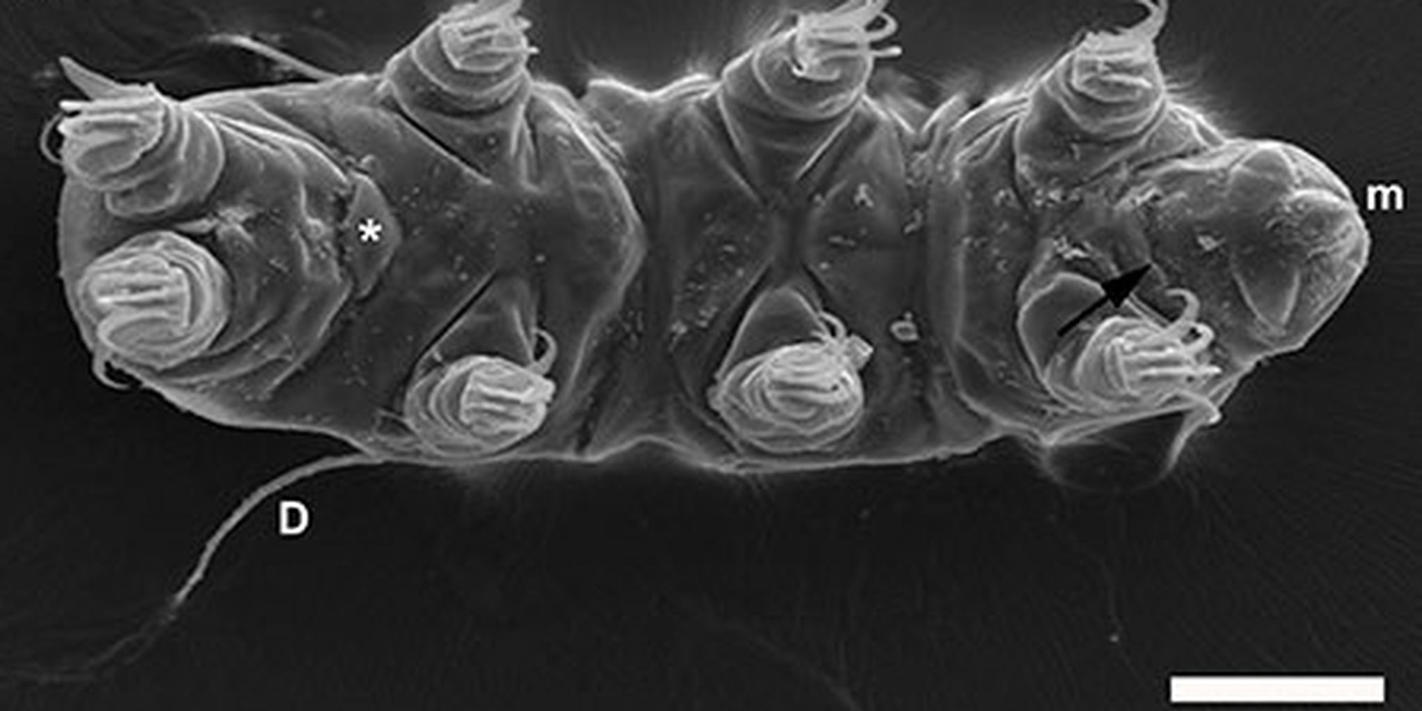 Scientists have discovered an adorable microscopic water bear in