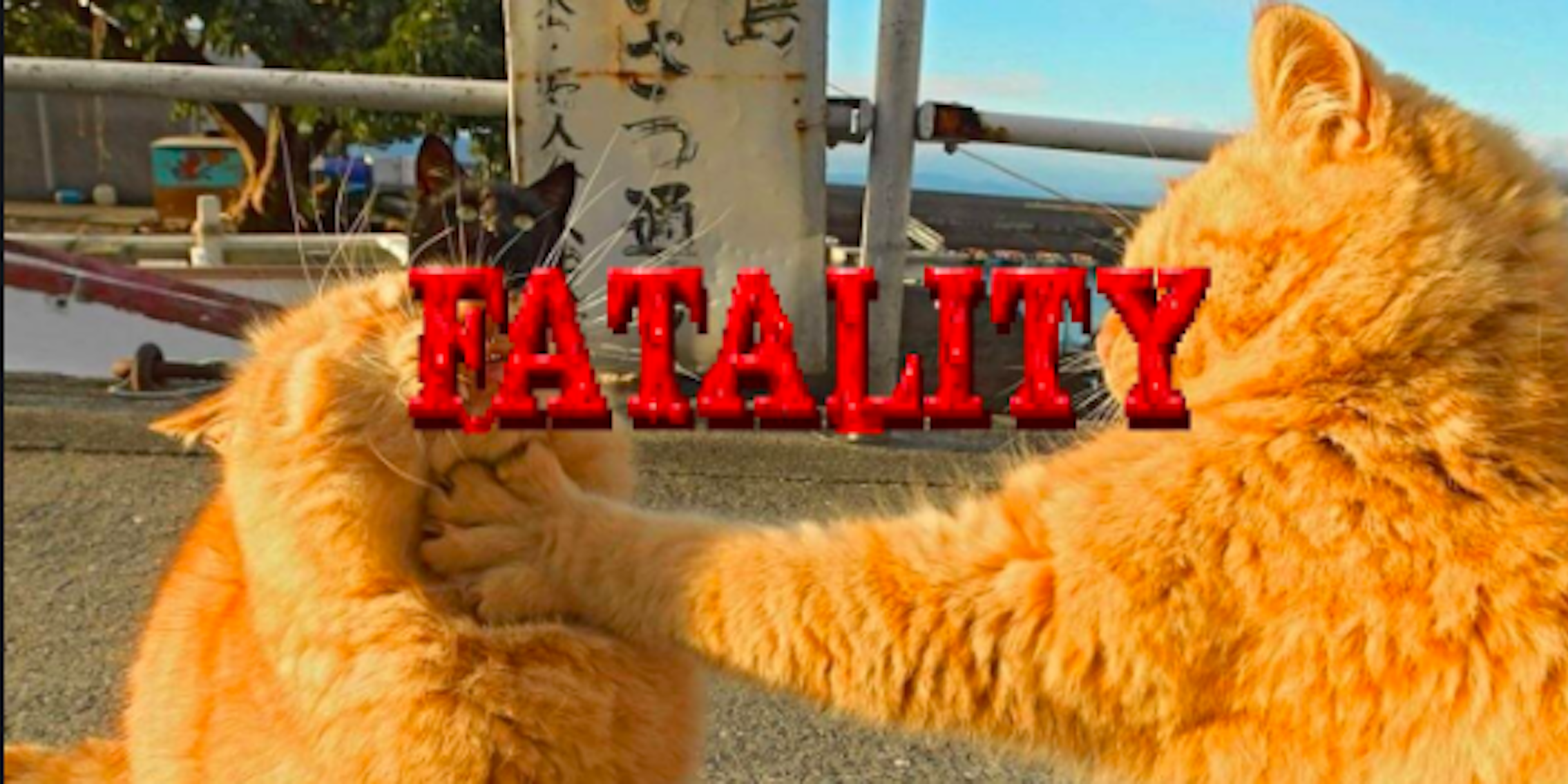 cat battle photoshop battle