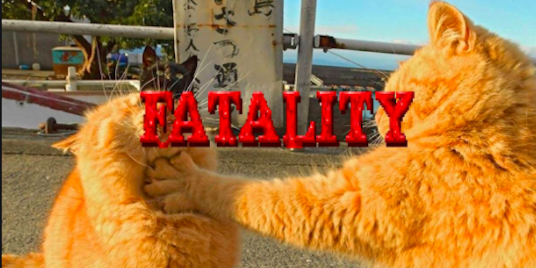 cat battle photoshop battle