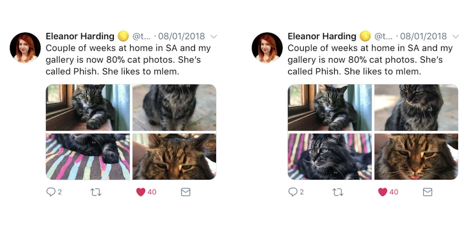 twitter image cropping before and after, with cat faces