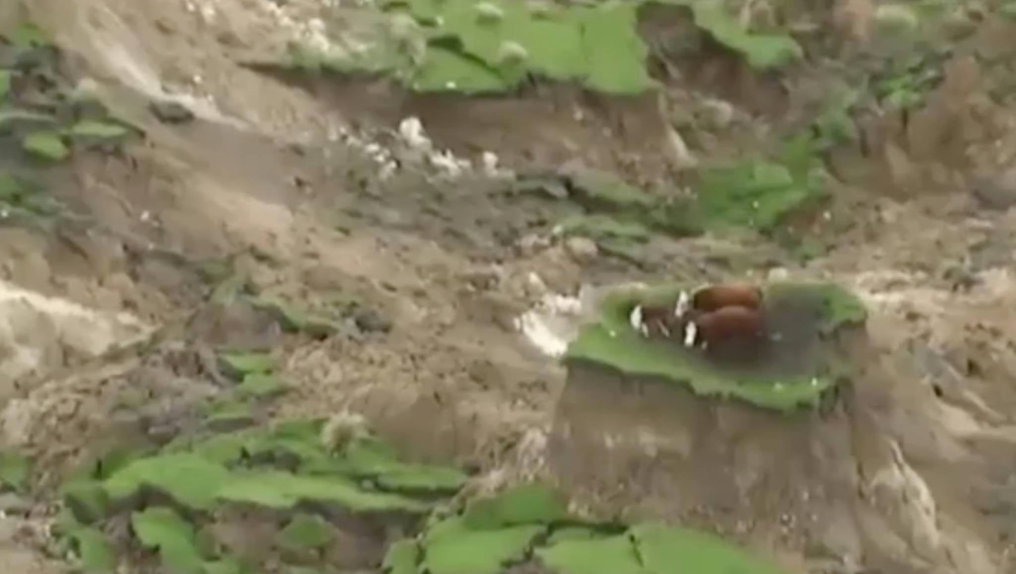Earthquake Leaves Cows Stranded in New Zealand