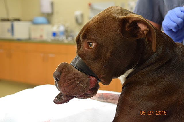 Caitlyn was discovered with her muzzle taped shut