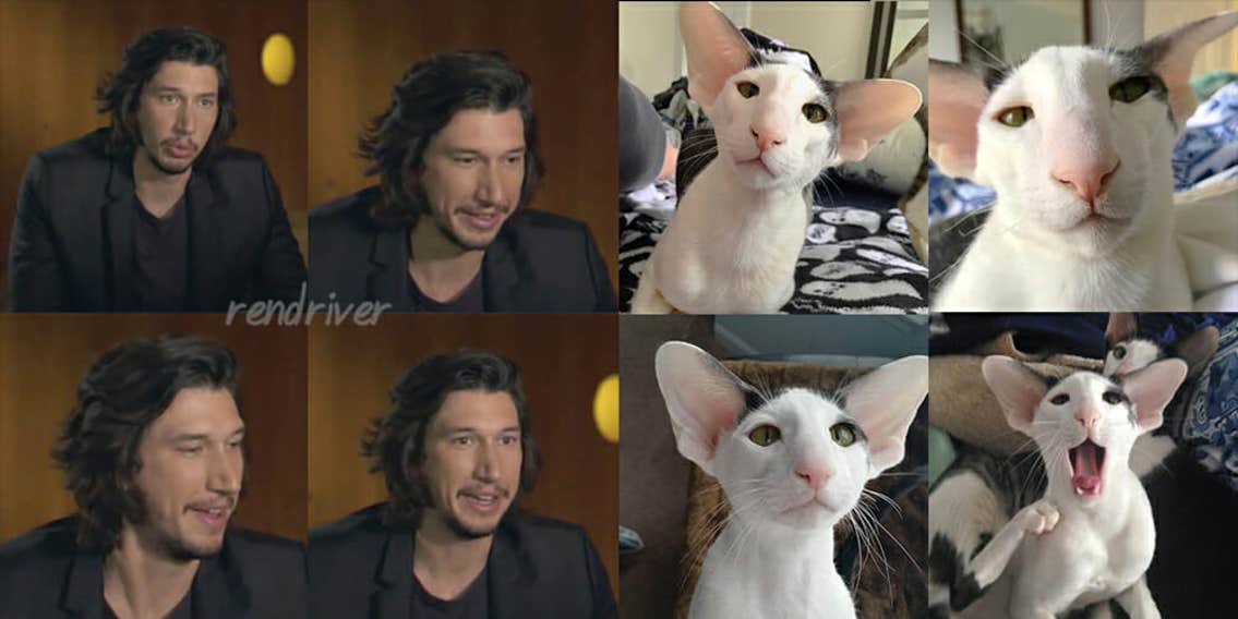 These Cats Look Like Adam Driver—and We Have the Photos to Prove It