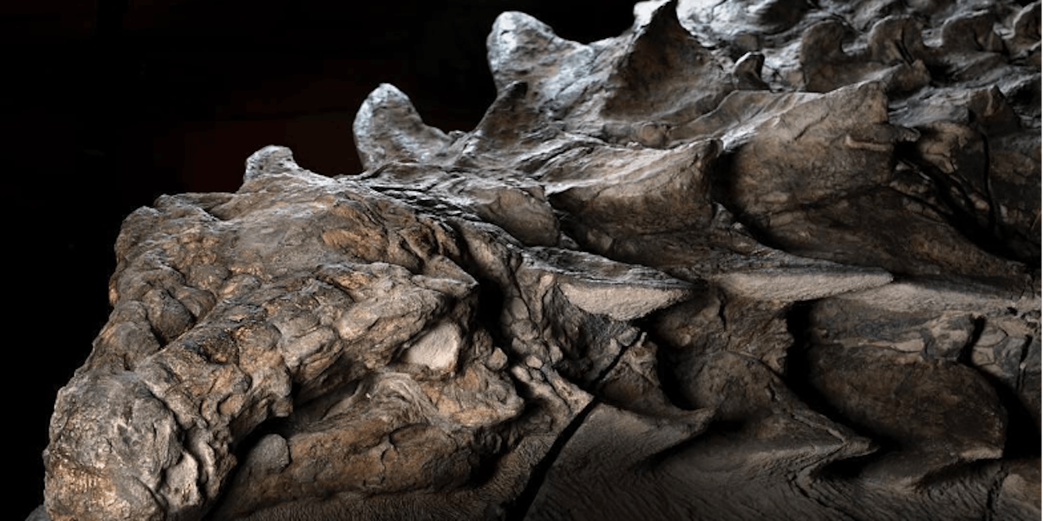 This Fossilized Dinosaur Is So Well Preserved you Can See Its Skin Texture