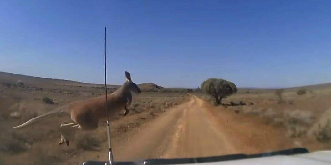 volvo self driving cars kangaroos