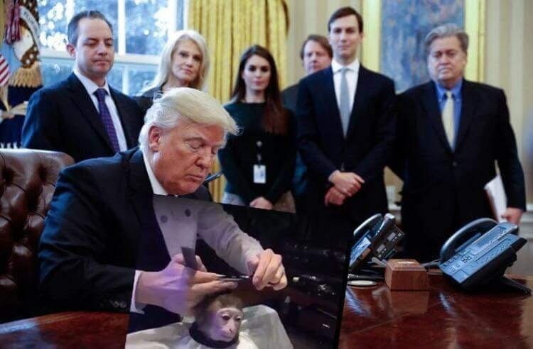 monkey haircut meme donald trump