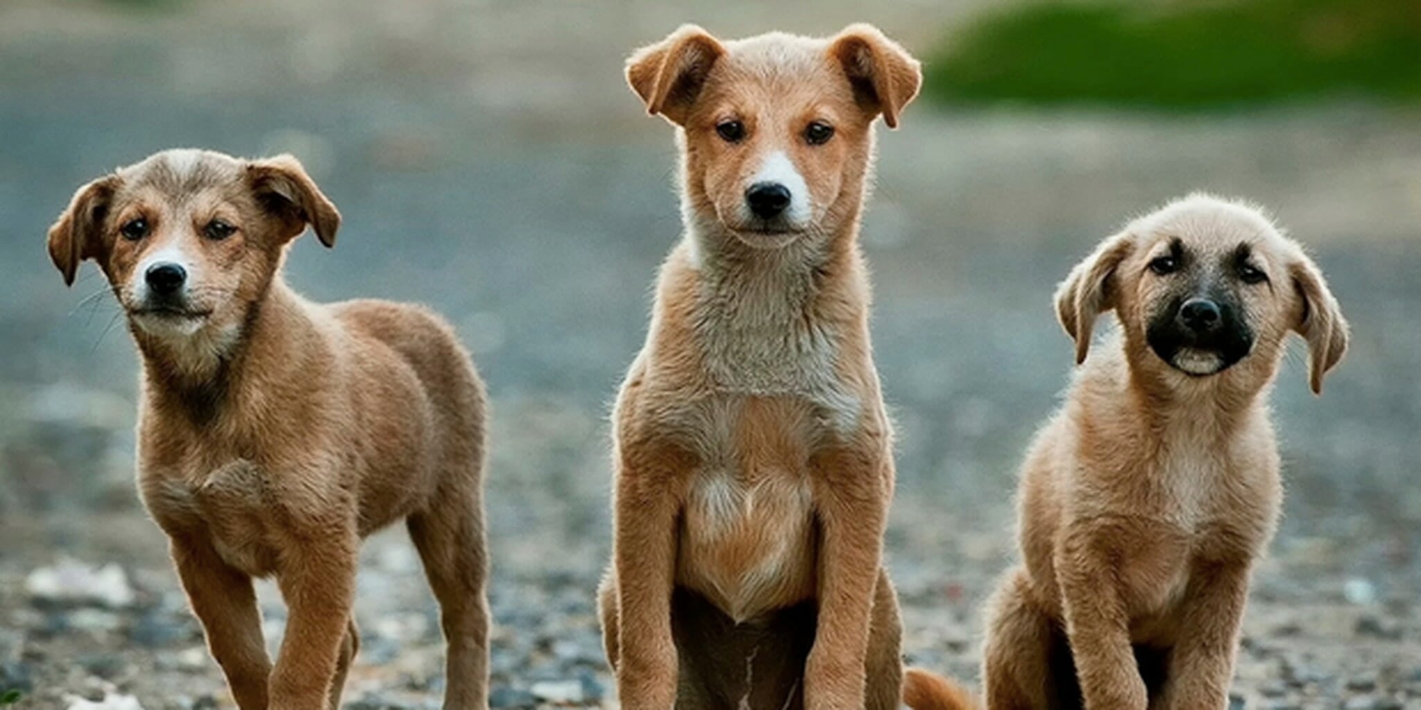 Homepage article image