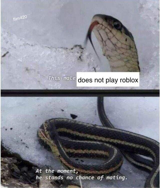 snake meme male does not play roblox