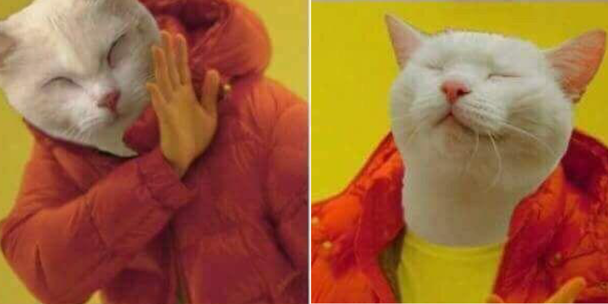 This Hotline Bling Drake Meme Now Features A Cat This Hotline Bling Drake Meme Now Features A Cat