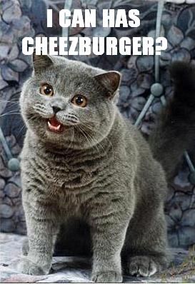 cat and cheeseburger