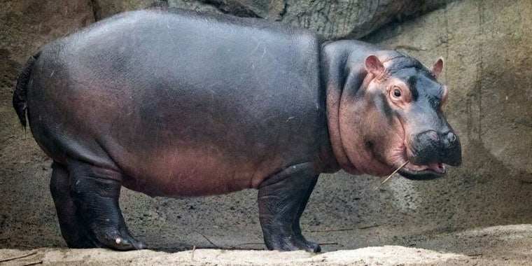 Fiona hippo Cincinnati zoo