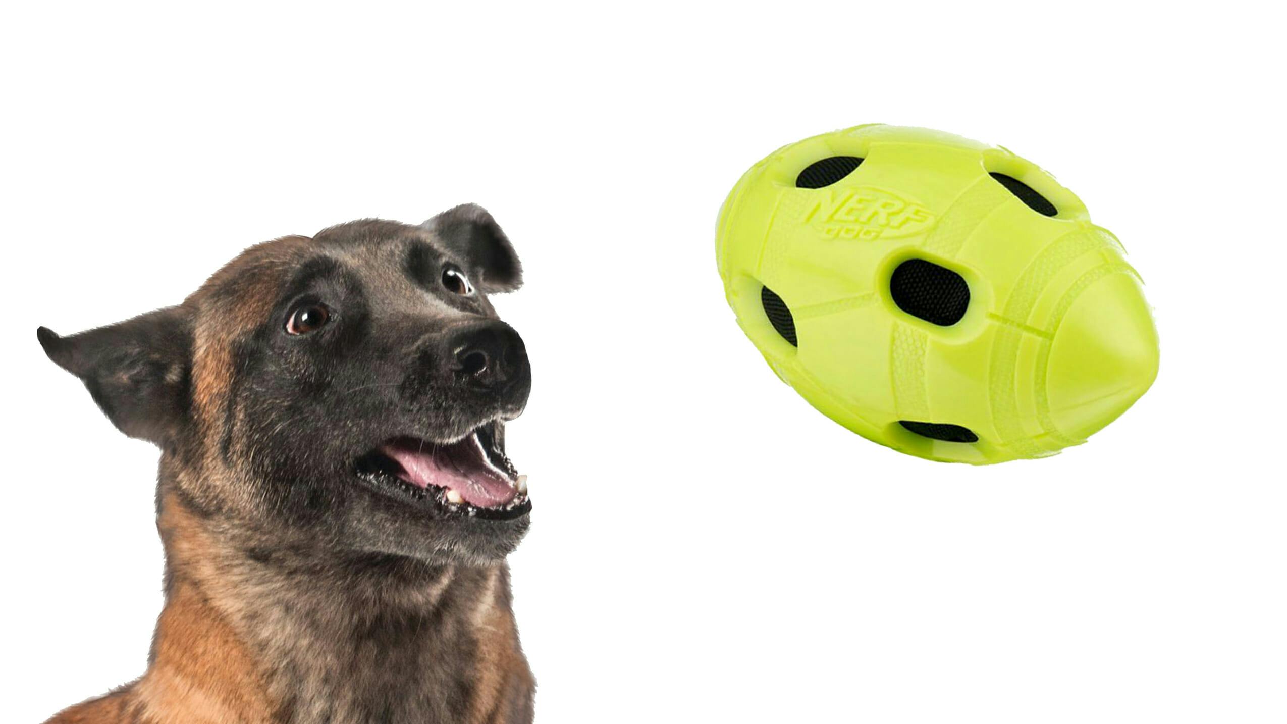 summer dog toys