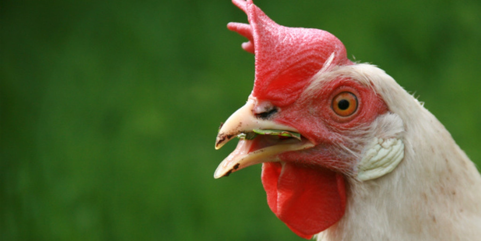 Virtual reality for chickens could change farming forever