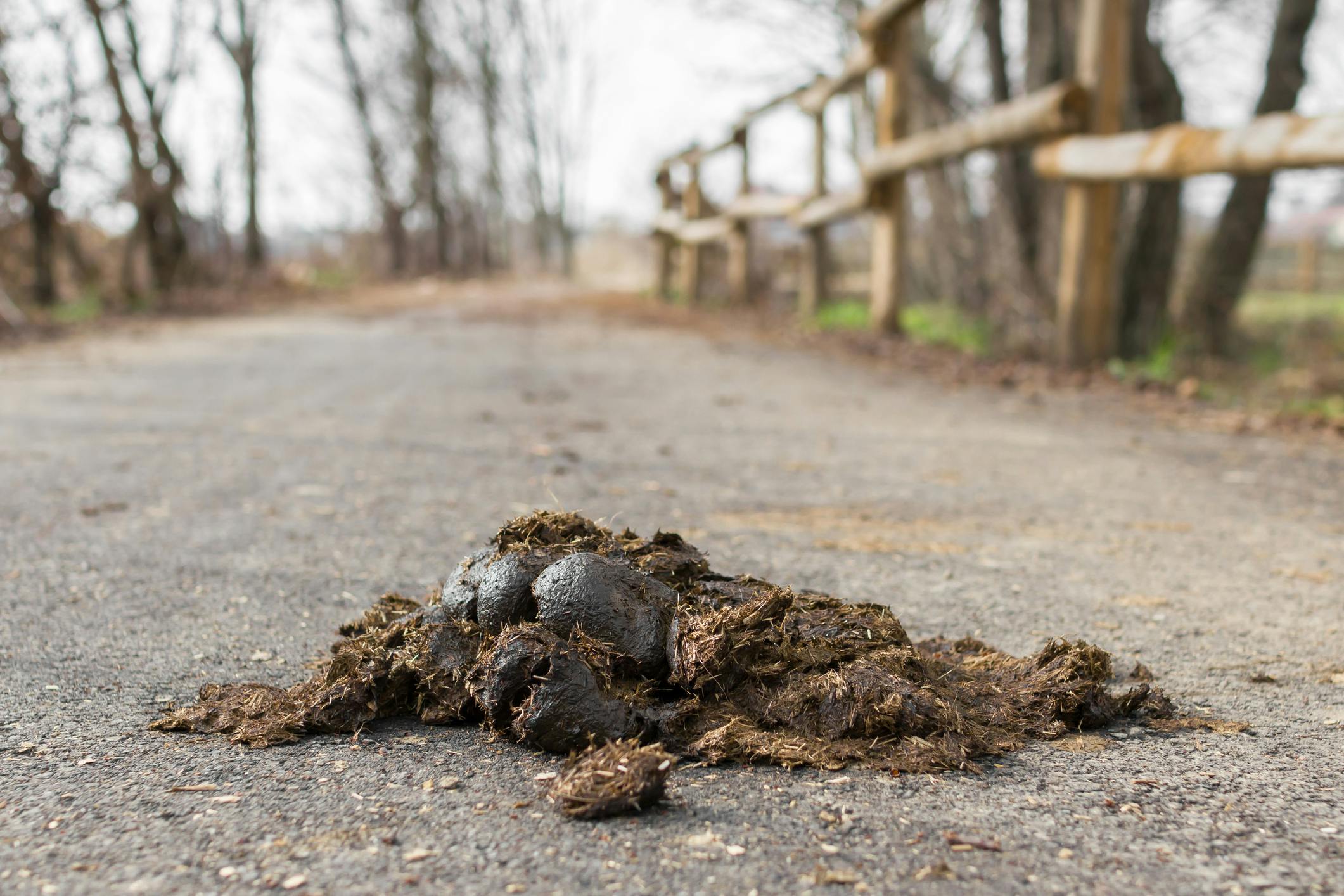 Send Poop to Politicians in 2017