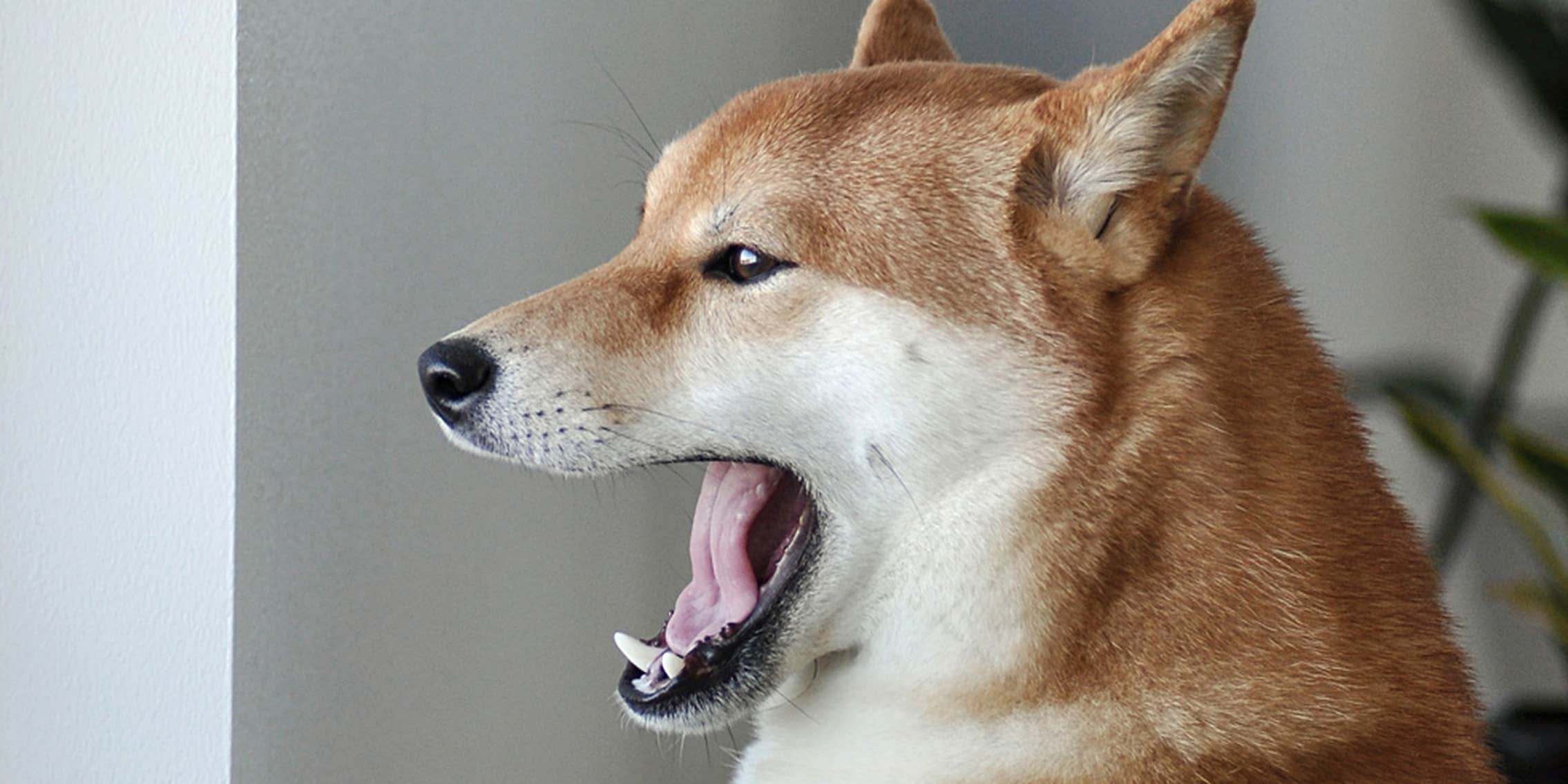 Doge Female Shiba Inu Meme Comic Sans