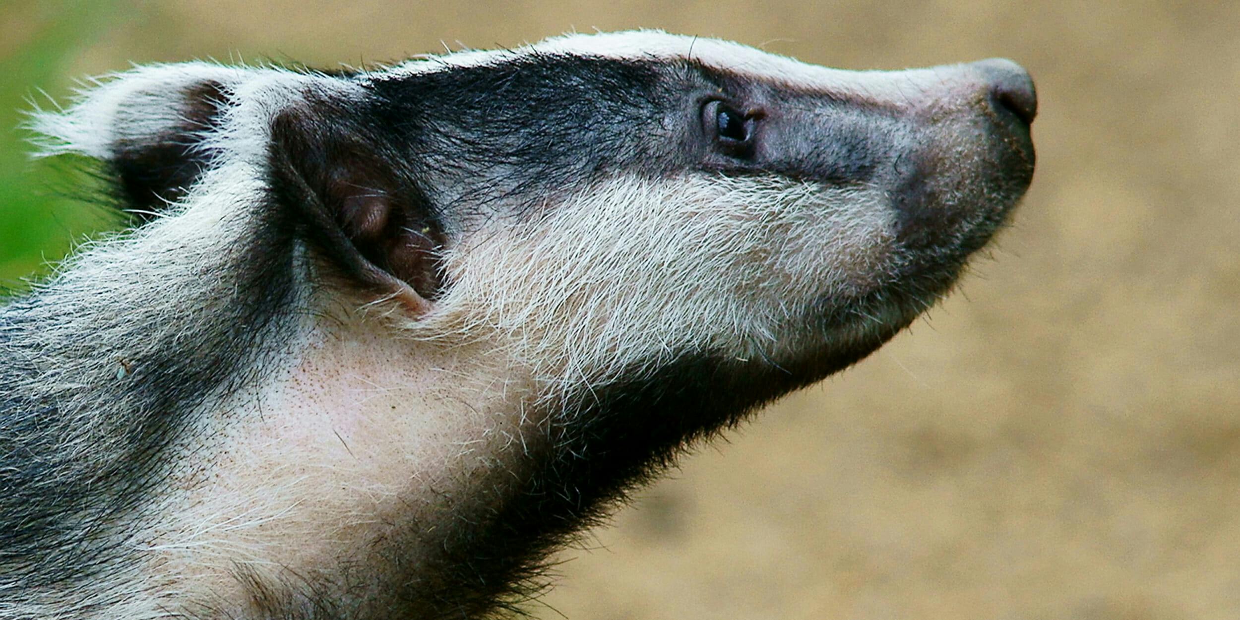 Honey Badger: 16 Facts You Should Give a Damn About
