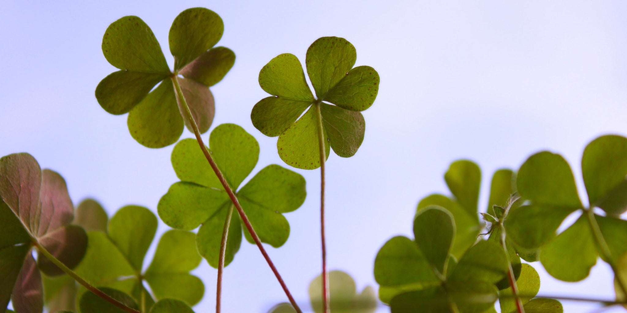 Homepage article image