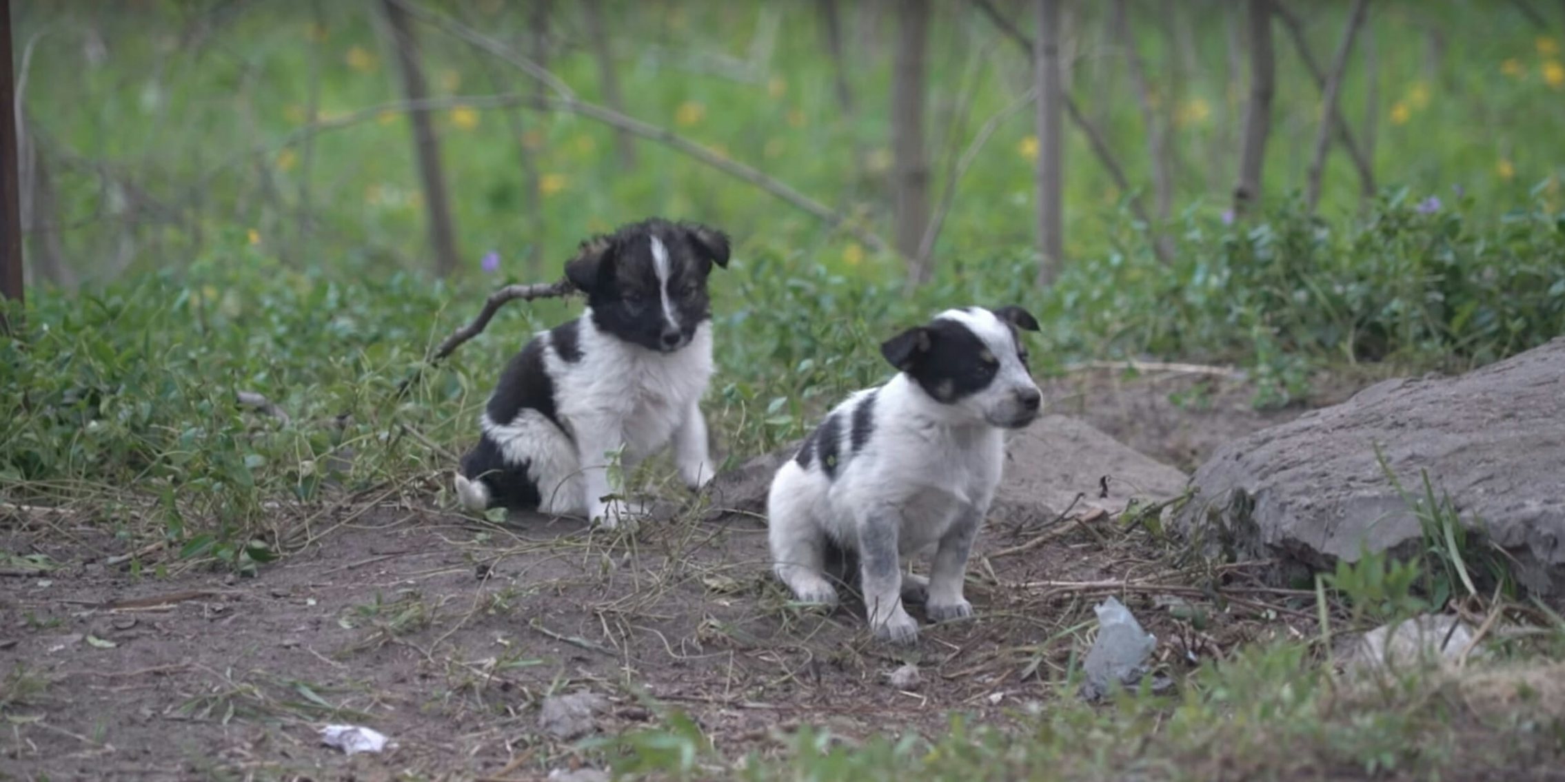 Puppies of Chernobyl