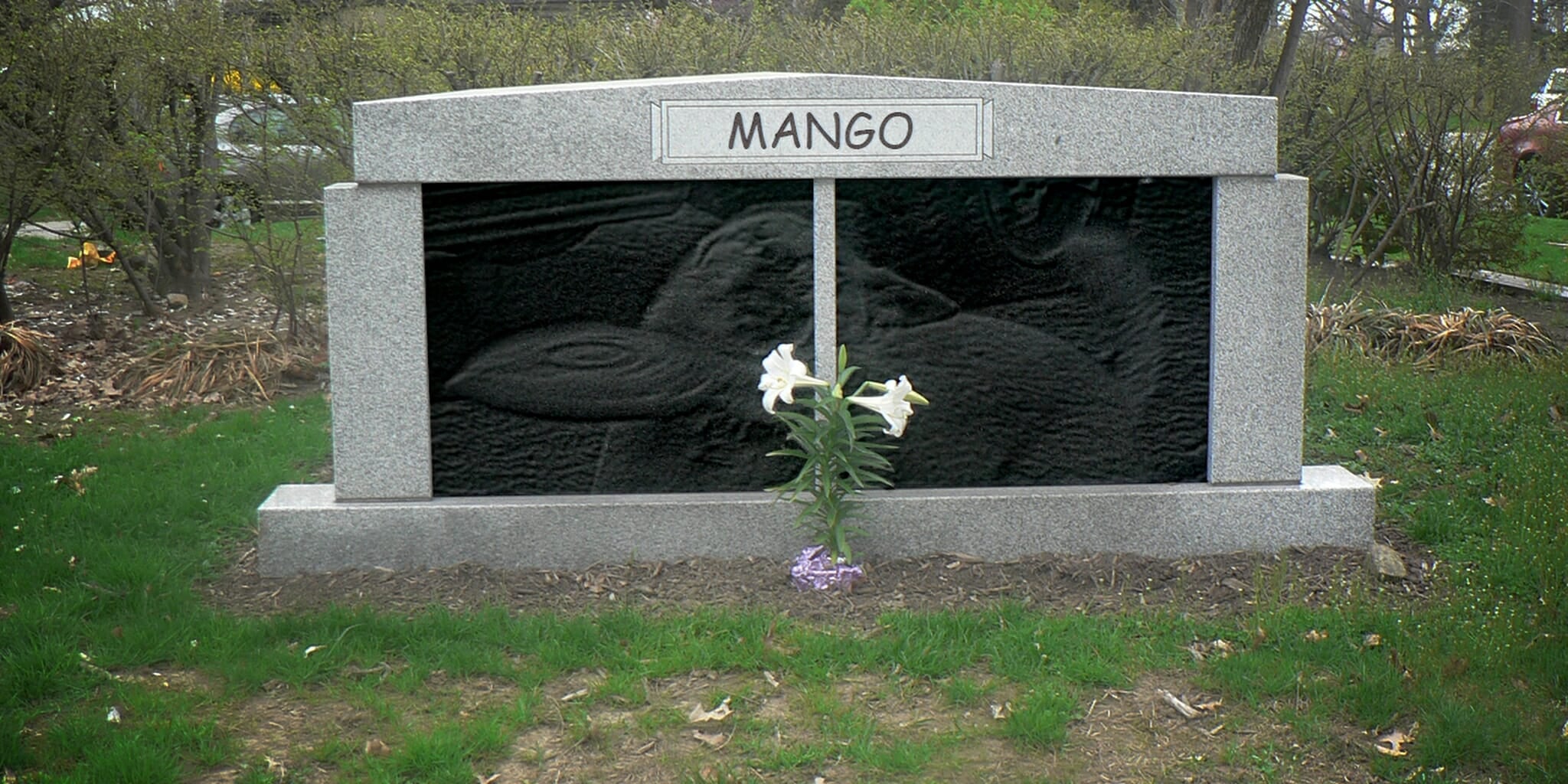 Homepage article image