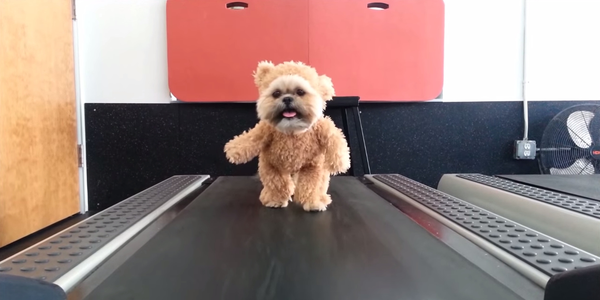 shih tzu teddy bear costume