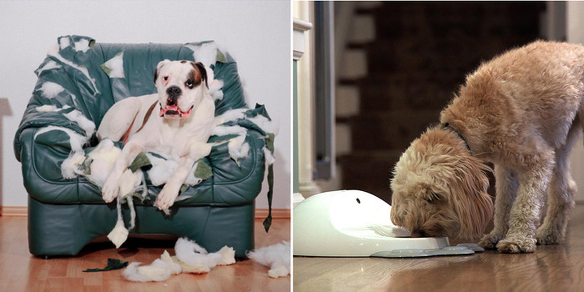 Now there s an entire gaming console built for your dog - The Daily Dot