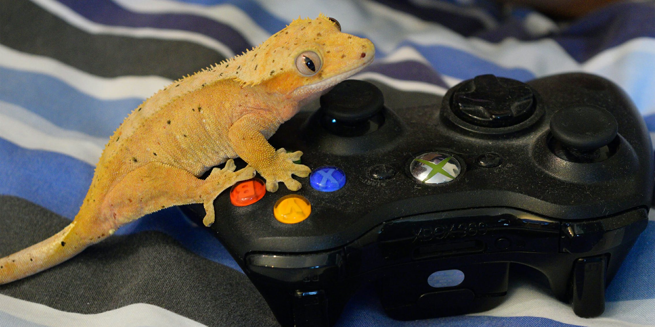 Gecko on Xbox controller