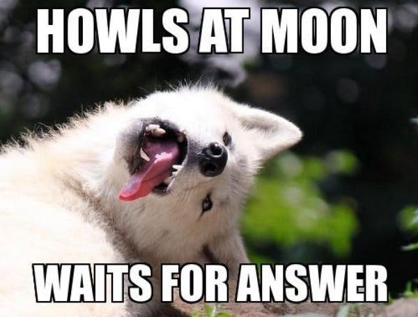 Image of young wolf with its tongue out and head turned to the side with meme text that reads, "howls at moon, waits for answer."